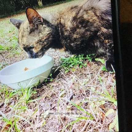 Photo of a cat reunited in Bouliac