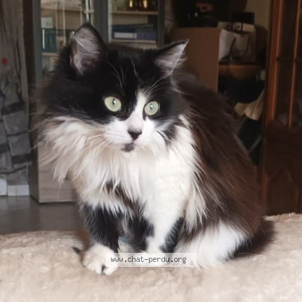Photo of a cat reunited in Maignelay Montigny