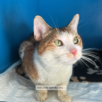 Foto 1/1 Kat gevonden Gevonden in Enghien