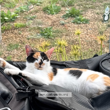 Photo of a cat reunited in Grenade Sur L Adour