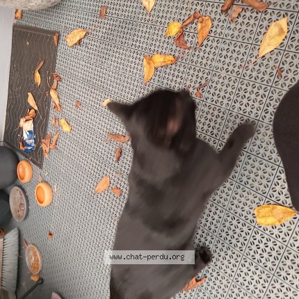Foto 1/1 Kat gevonden Gevonden in Aubange