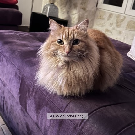 Photo of a cat reunited in Lezay