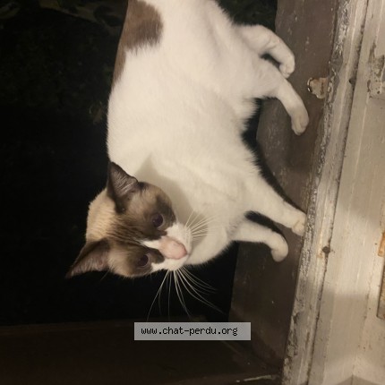 Photo of a cat reunited in Toulouse