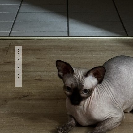 Photo of a cat reunited in Einbeck