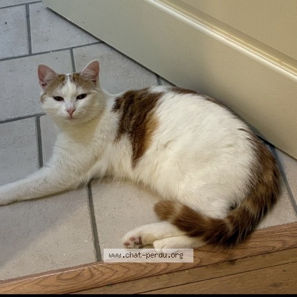 Photo of a cat reunited in Fontenay Le Comte