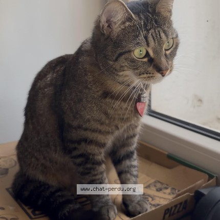 Foto 1/2 REY Kat vermist in Bruxelles