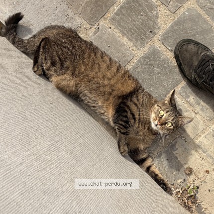 Foto 2/2 REY Kat vermist in Bruxelles