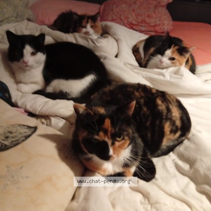 Photo of a cat reunited in Toulouse