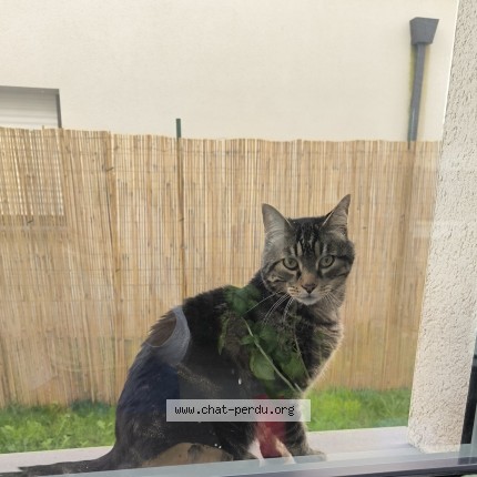 Photo of a cat reunited in Guipavas
