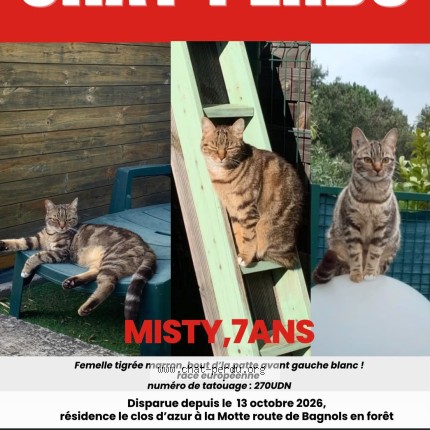 Photo of a cat reunited in La Motte France