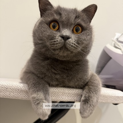 Foto van vermiste kat in Grembergen