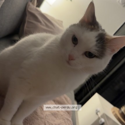 Photo of a cat reunited in Riorges