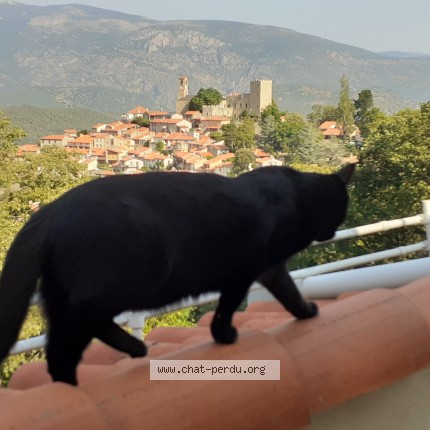 Photo of a cat reunited in Plelan Le Grand