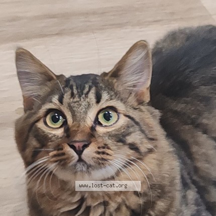 Picture of cat lost at Thane