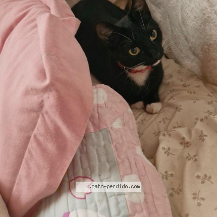 Photo of a cat reunited in Montevideo