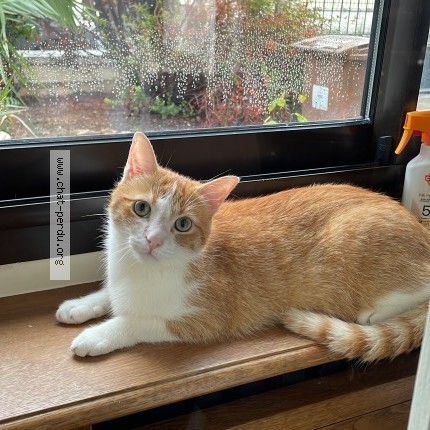 Photo of a cat reunited in Taverny