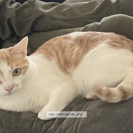 Photo of a cat reunited in Lyon