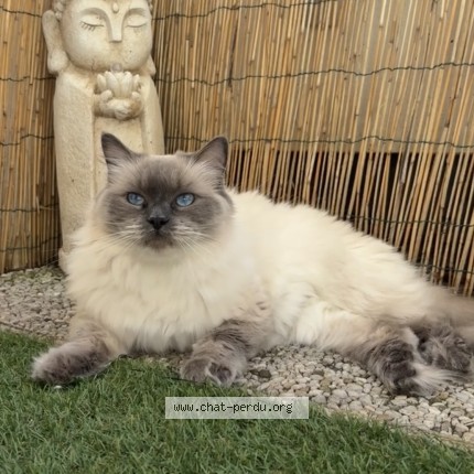 Photo of a cat reunited in Seynod