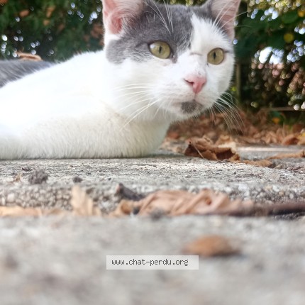 Photo of a cat reunited in Tourcoing