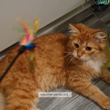 Foto 1/1 Rijik Kat vermist in Bruxelles