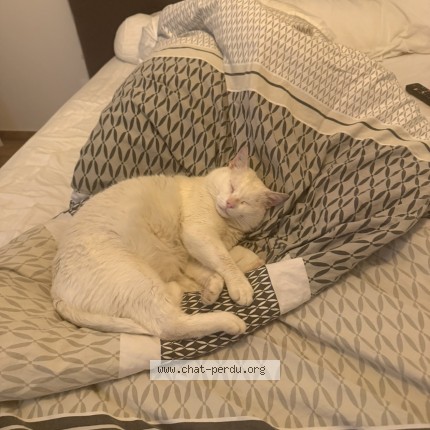 Photo of a cat reunited in St Cyprien