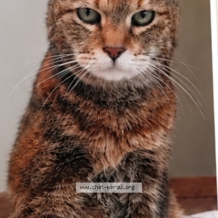 Foto 1/1 tila Kat vermist in 1420 Braine L Alleud