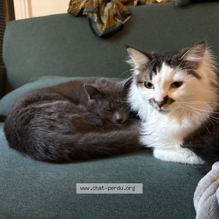 Photo of a cat reunited in Paris