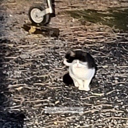 Foto van gevonden kat in Manage