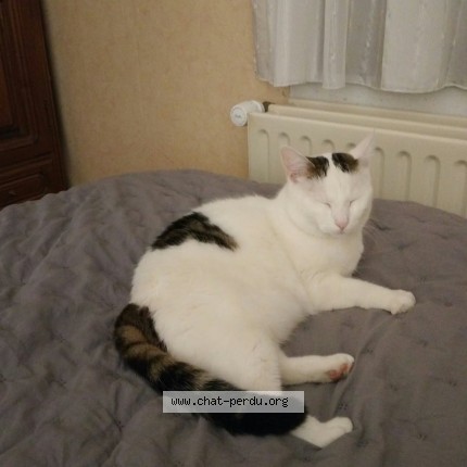 Photo of a cat reunited in Longeville Les Metz