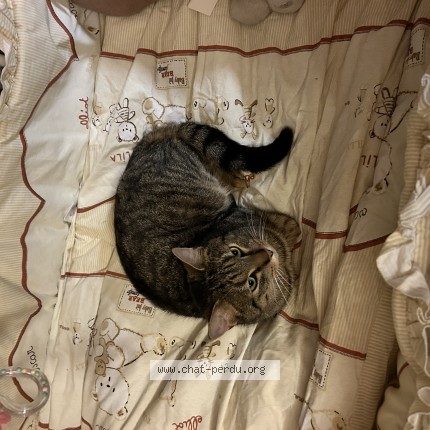 Foto 1/1 ares Kat vermist in Bray