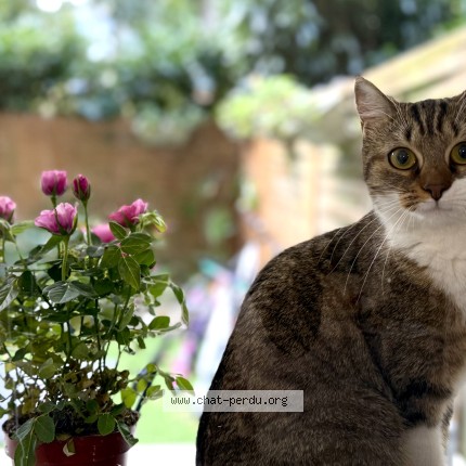 Photo of a cat reunited in Brunoy