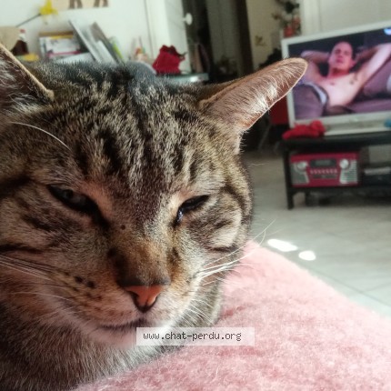 Photo of a cat reunited in Le Perreux