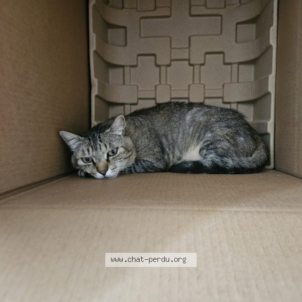 Photo of a cat reunited in Bobigny