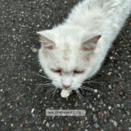 Foto 1/1 Kat gevonden Gevonden in Quaregnon