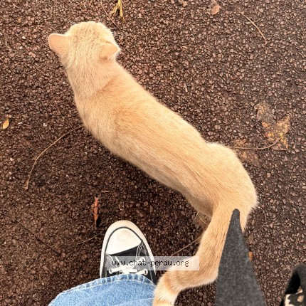 Photo of a cat reunited in Verrieres Le Buisson