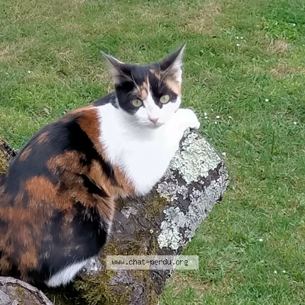 Photo of a cat reunited in Auxerre