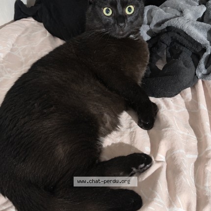 Photo of a cat reunited in Besancon