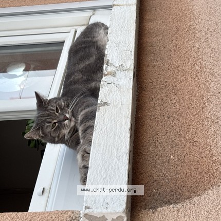 Photo of a cat reunited in Louviers