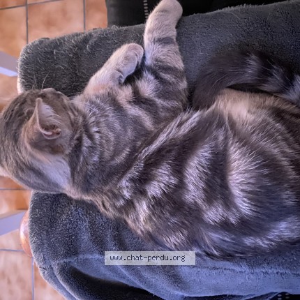 Photo of a cat reunited in Le Cellier