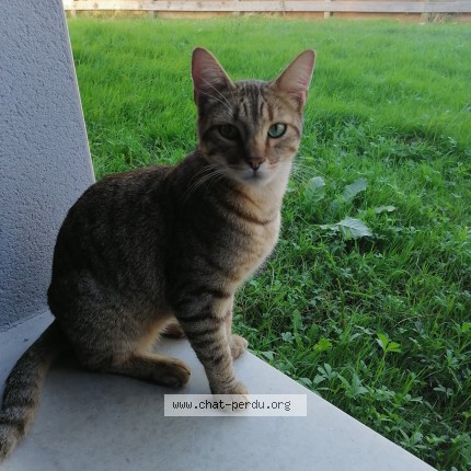 Photo of a cat reunited in Montauban