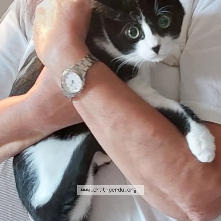 Photo of a cat reunited in Istres