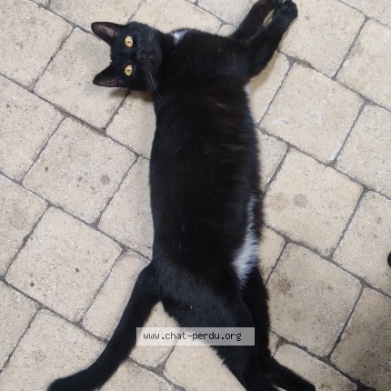 Photo of a cat reunited in Eyrans
