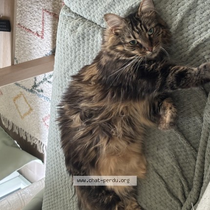 Photo of a cat reunited in Comines