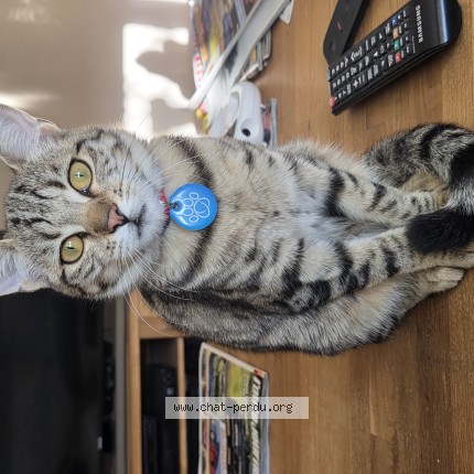 Photo of a cat reunited in Crottet
