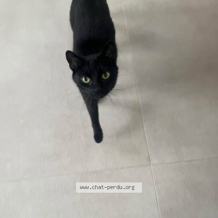 Foto 1/1 Bat Kat vermist in Liege