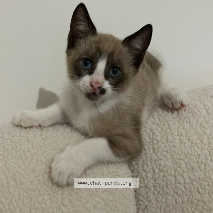Photo of a cat reunited in Ormesson