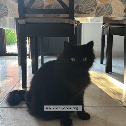 Photo of a cat reunited in Nievroz