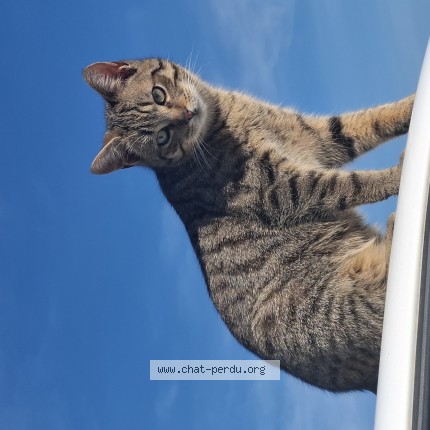Foto van vermiste kat in Ostiches