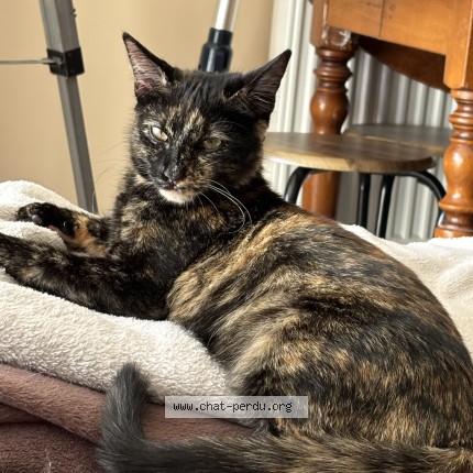 Photo of a cat reunited in Saint Pryve Saint Mesmin
