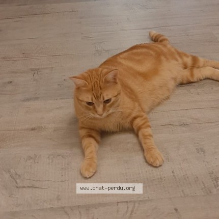 Photo of a cat reunited in Bayonne